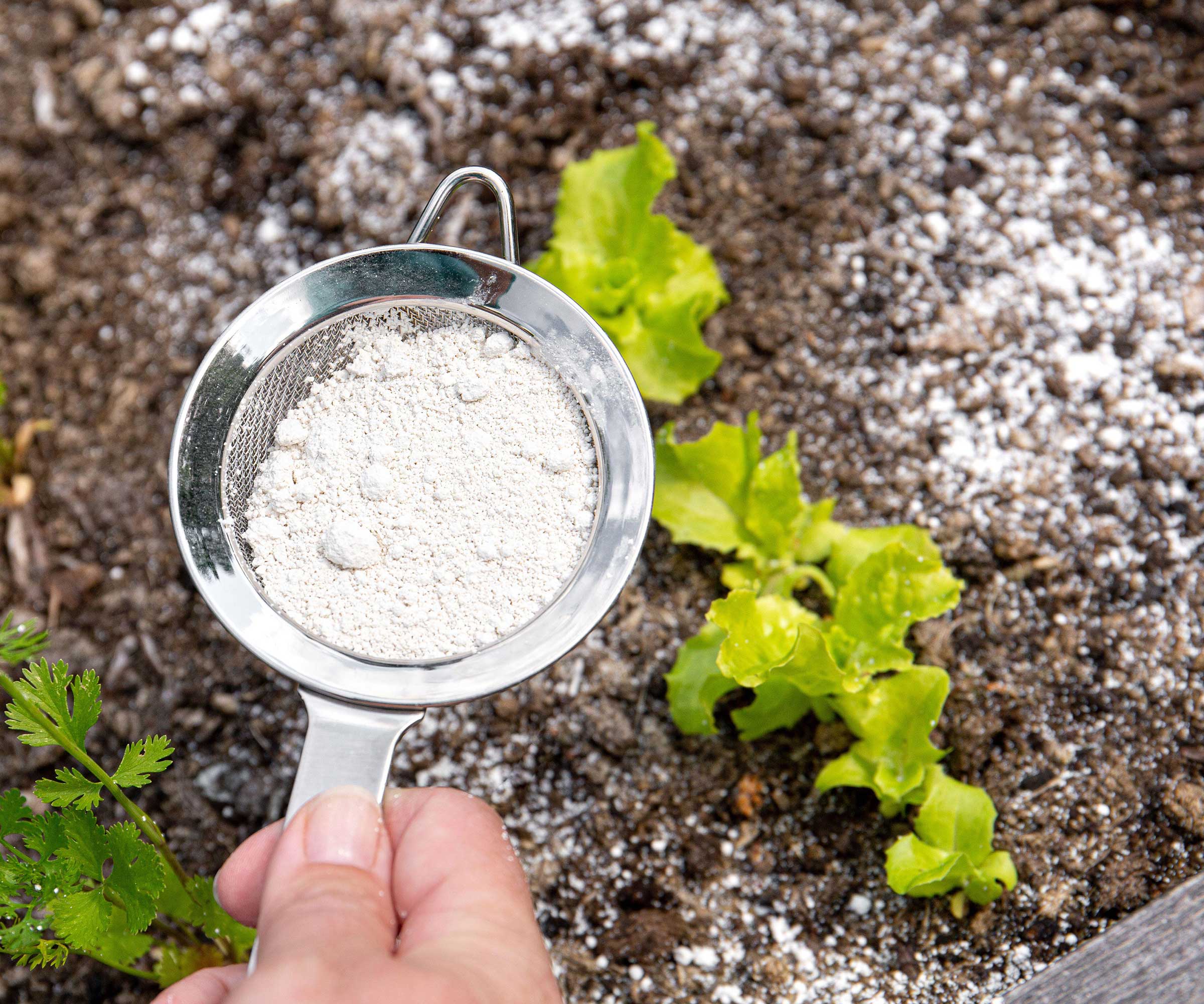 Take a Natural Approach to Pests: How to Use Diatomaceous Earth to Solve 5 Garden Problems