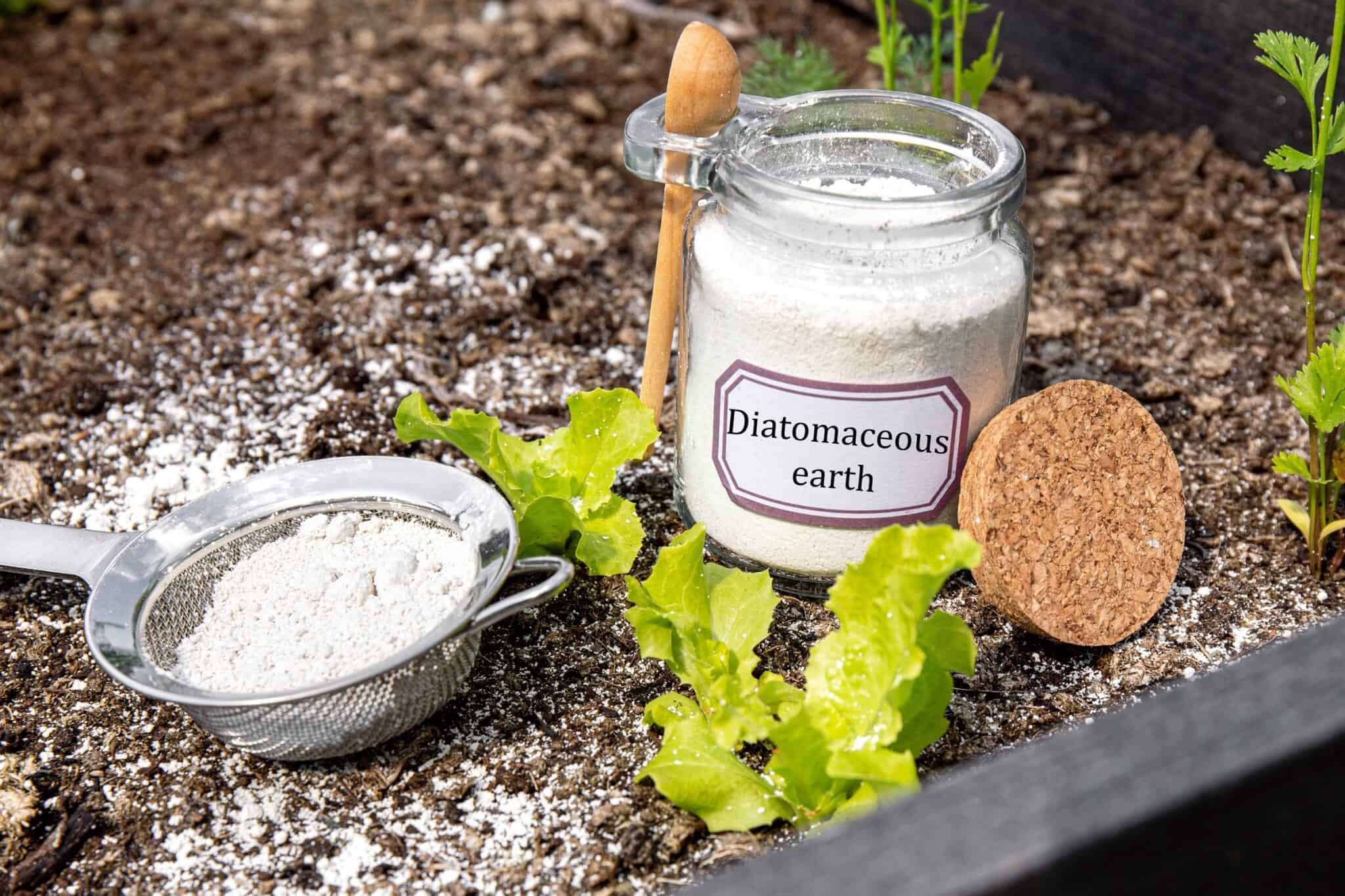 5 Benefits of Diatomaceous Earth